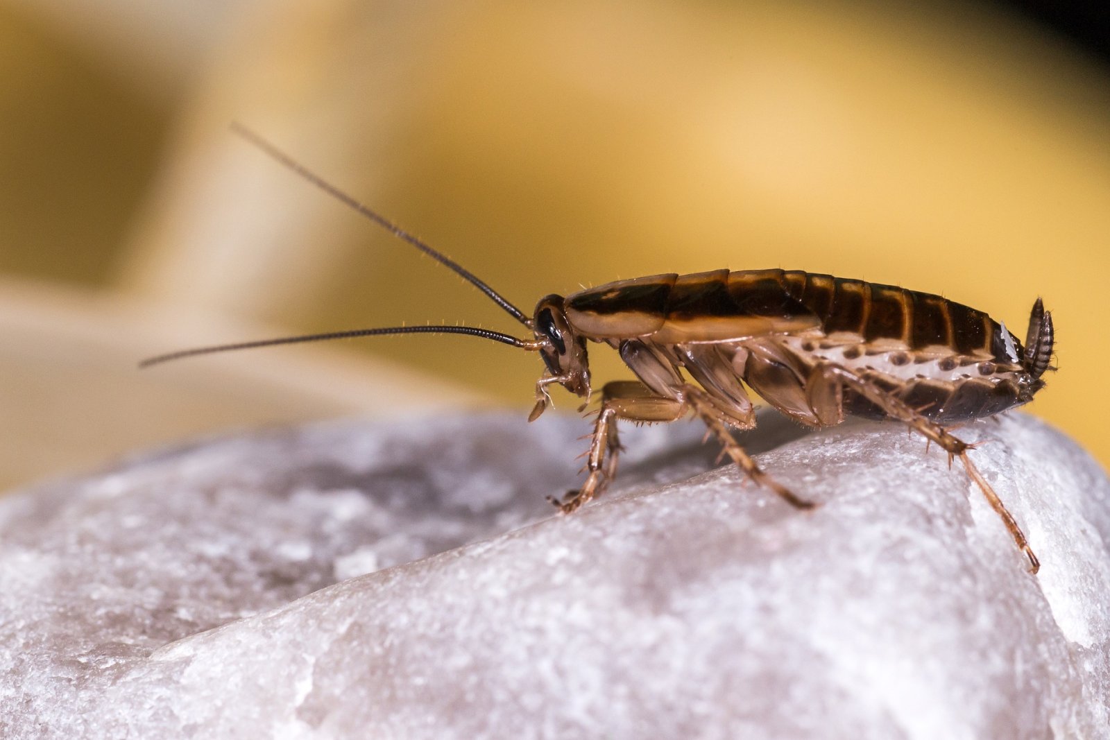 Torakkaesiintymän kartoitus rakennuksen sisätiloissa